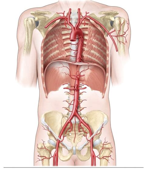 Torso Arteries Diagram Quizlet