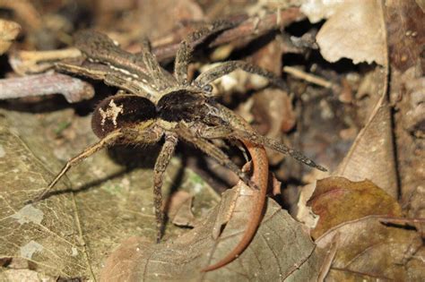 Video, photos show rare Amazonian spiders eating frogs, lizards - UPI.com