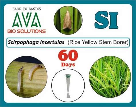 Pheromone Lure Of Rice Yellow Stem Borer At Rs 24 Pheromone Trap In Nashik Id 2850384710448