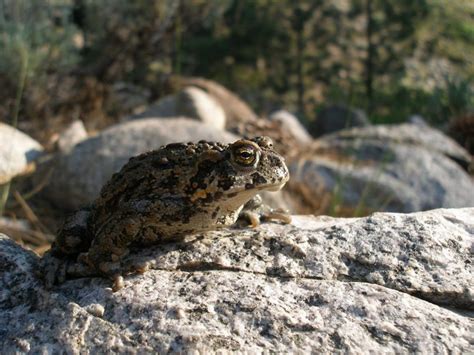 Bufo Boreas Amphibian Care