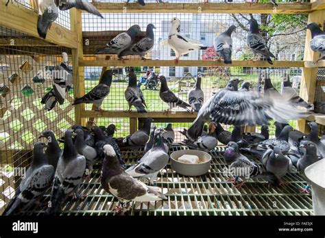 Pigeons inside of pigeon house Stock Photo - Alamy