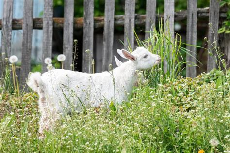 Goat on grass stock photo. Image of animals, mammal - 186854098