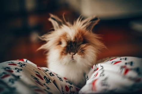 Bunny Photos, Download The BEST Free Bunny Stock Photos & HD Images
