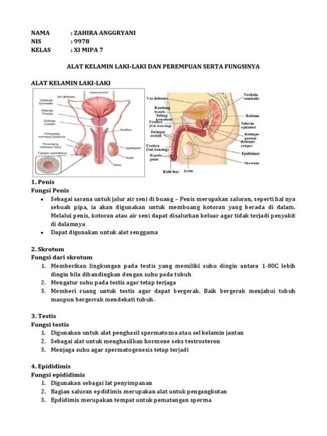 √ Pasangan Antara Bagian Alat Reproduksi Laki Laki Dan Fungsinya Wanjay