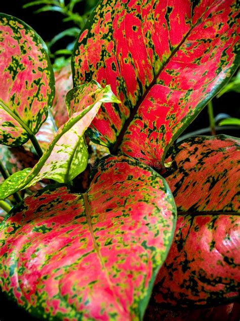 Belle Couleur Sur La Feuille De La Plante D Int Rieur Tropicale D