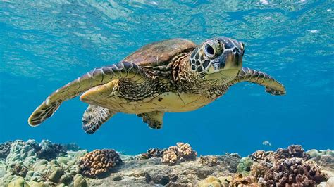 Sea Turtles - NWF | Ranger Rick