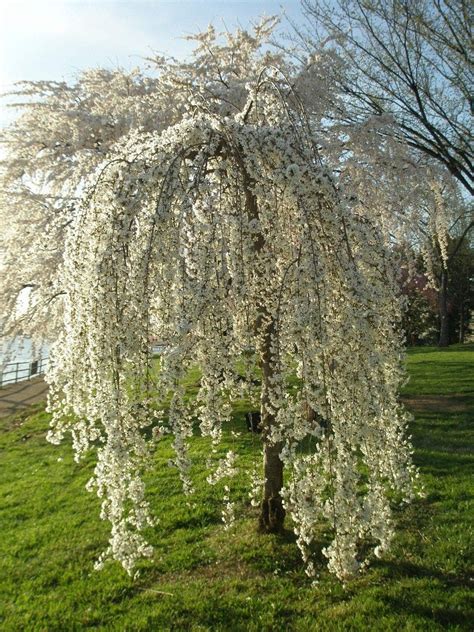 Snow Fountain Weeping Cherry Tree - Pure white blossoms flow like a fo – Online Orchards