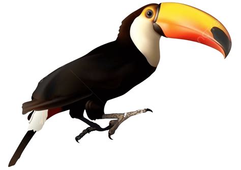 Toucan Tropical Animal Beak Vector, Tropical, Animal, Beak PNG and Vector with Transparent ...