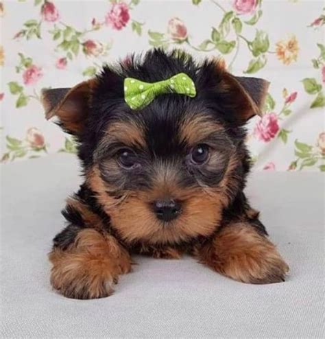 What Is A Teacup Yorkies Lifespan