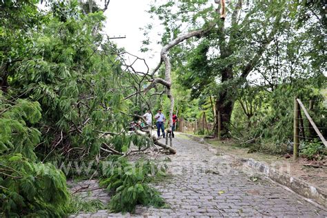 Maric Ventania Derruba Rvores E Causa Transtornos Na Regi O Rural