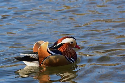 Aix Galericulata Pato Lago Foto Gratuita No Pixabay Pixabay