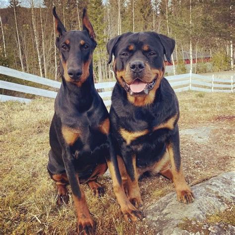 Doberman Vs Rottweiler Fight