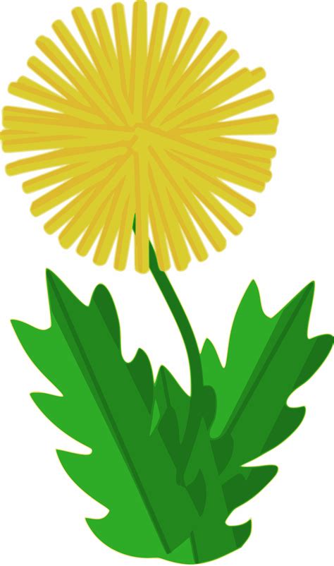 Clipart Flower Dandelion