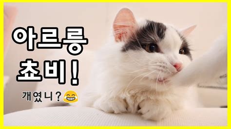 아르릉 쵸비 개야 고양이야 Youtube