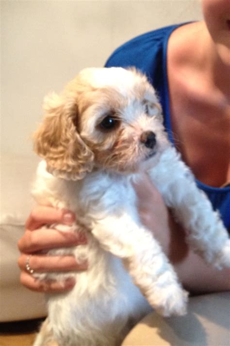 Our Cavachon Puppy Gracie Cavachon Puppies Cavapoo Cute Puppies Dogs