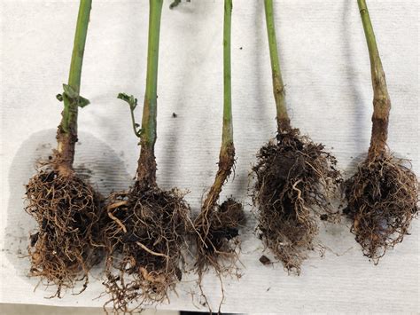 Understanding And Controlling Rhizoctonia Root Rot Plant Pest Advisory