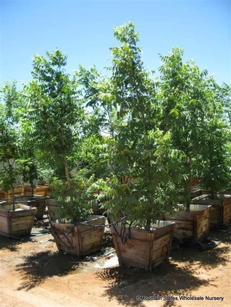 Juglans major (Arizona Walnut) - Mountain States Wholesale Nursery