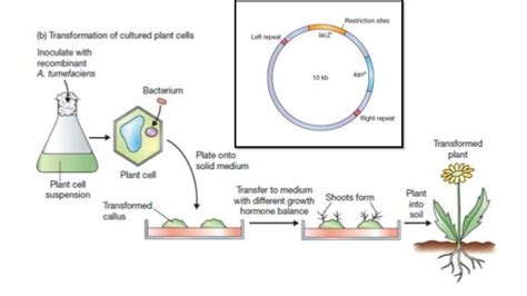 Agrobacterium mediated gene transfer