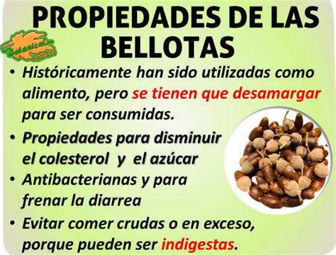 Details 48 árboles que dan bellotas comestibles Abzlocal mx