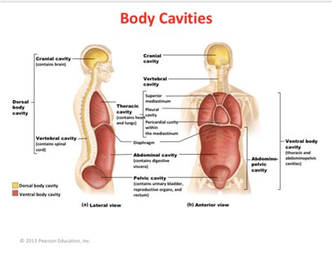 Chapter The Human Body An Orientation Flashcards Quizlet