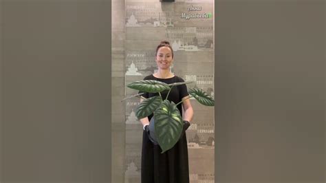 Алоказия Драгон Скале / Alocasia Dragon Scale пересадка. Кашпо ...