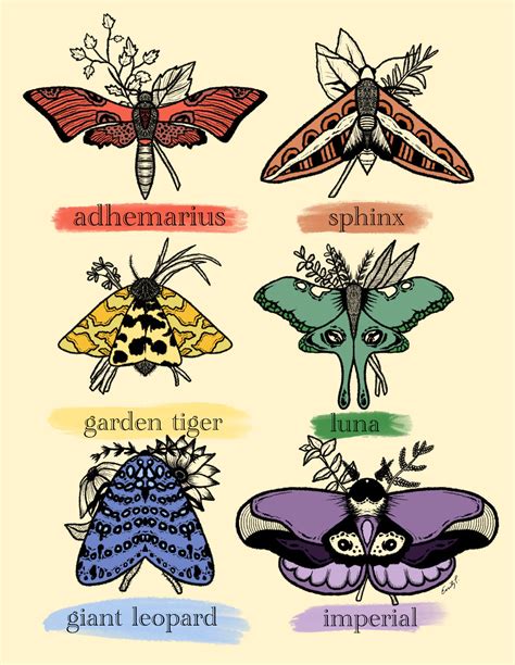 Moth Types Print | Etsy