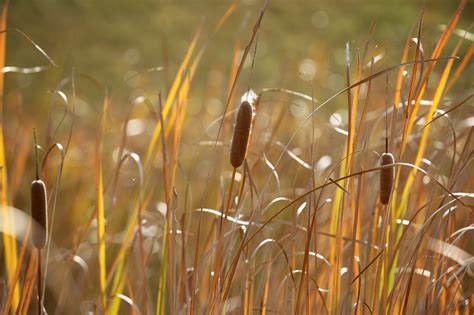 Espada A Typha Latifolia Planta Foto Gratis En Pixabay Pixabay