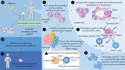 The Designing Strategies And Immunology Of Personalized Neoantigen Download Scientific Diagram