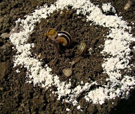 How To Get Rid Of Slugs With Diatomaceous Earth