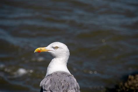 European Herring Gull Beach - Free photo on Pixabay - Pixabay