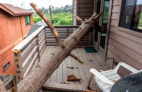 Does Property Insurance Cover Tree Damage Five Star Tree Services