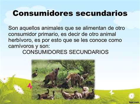 Consumidores