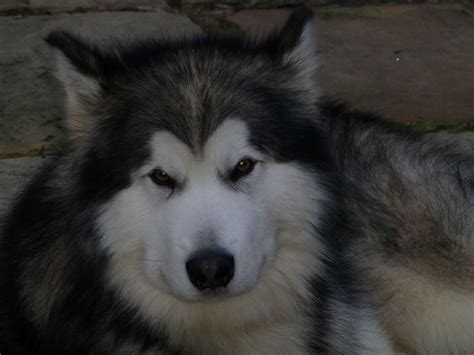 Male Alaskan Malamute Tundra Catua Alaskan Malamute