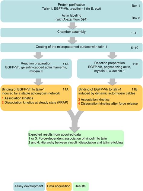 Schematic Overview Of The Experimental Strategy Used In This Protocol