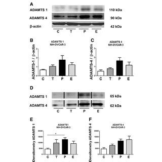 Cell Viability And Adamts Mrna Expression In Nih Ovcar And Es Cell