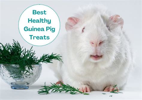 Best Healthy Guinea Pig Treats and Snacks (& What to Avoid)