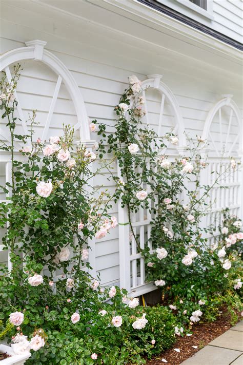 Climbing Rose Trellises In Our Backyard Design Darling