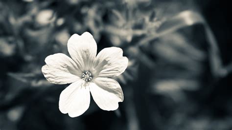 Fondos de pantalla monocromo Flores naturaleza cielo fotografía