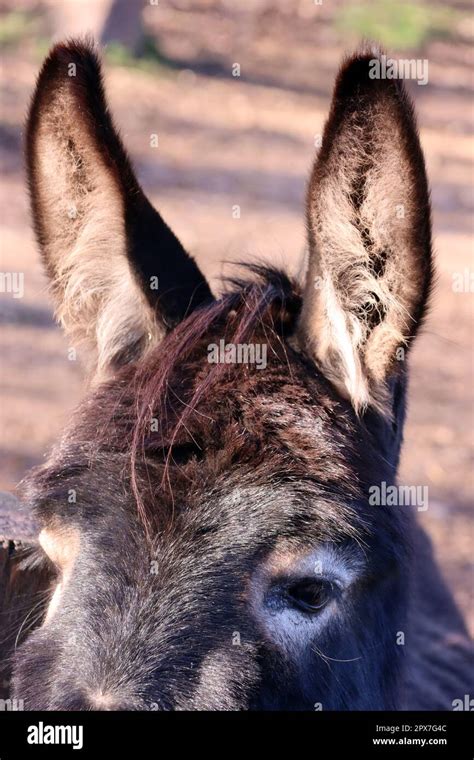 Hausesel Equus Asinus Asinus In Einem Tierpark Portrait Nordrhein