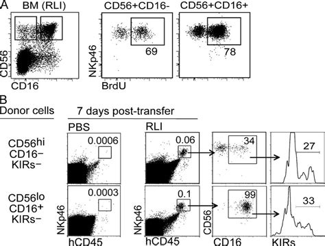 Il 15 Dependent Development Of Cd16⁺kir⁺ Nk Cells From Cd16⁻kir