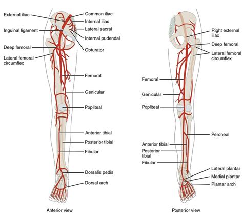 Grundlegende Anatomie Von Fu Und Sprunggelenk Nerven Und Gef E