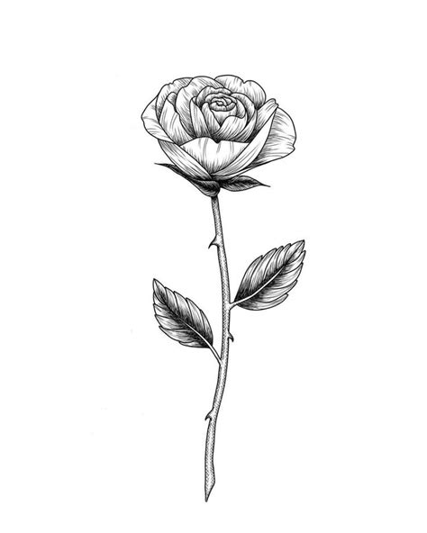 A Simple Rose Sketch With A Thorn How To Draw Within 15 Minutes