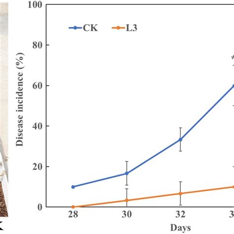 Effect Of Bacillus Amyloliquefaciens L3 On The Incidence Of Fusarium