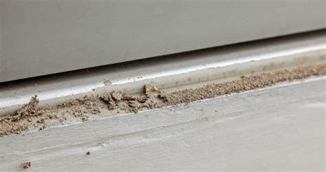 How To Detect Termites In Your Property Executive Pest Control Brisbane