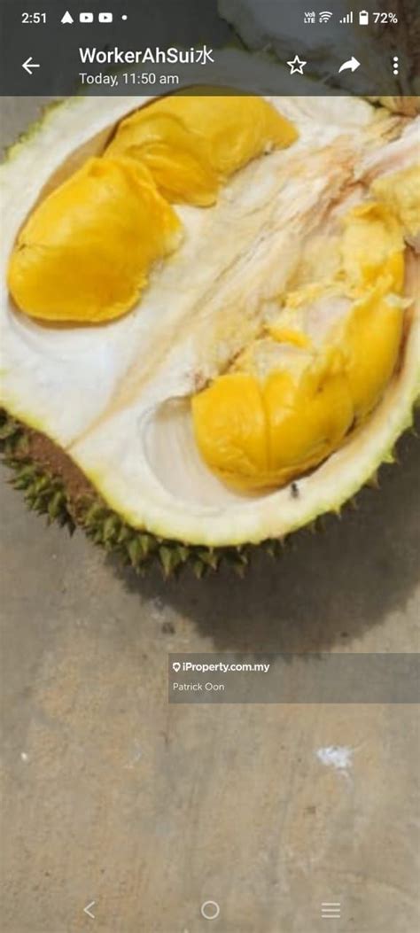 Simpang Pertang Musang King Old Tree Durian Farm Seremban Musang King