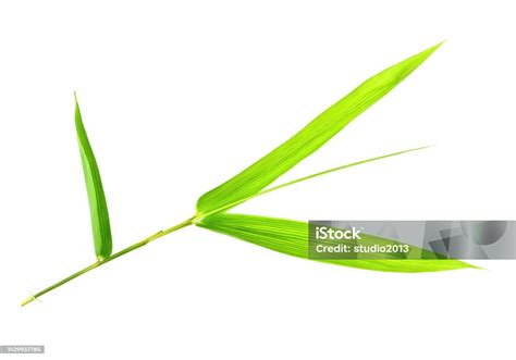 Bamboo Leaves Isolated On White Background Stock Photo Download Image