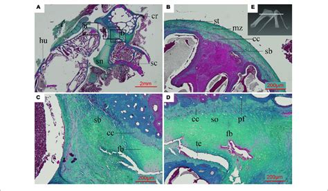 Paraffin Thin Section Showing The Histology Of The Pectoral Girdle Of Download Scientific