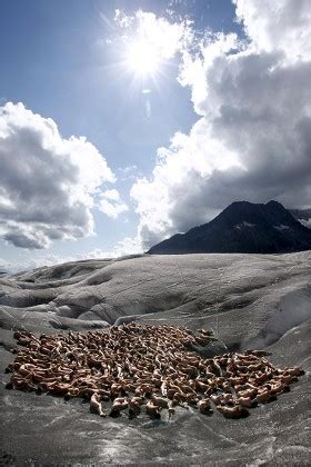 Hundreds Naked People Pose On Aletsch Redaktionelles Stockfoto