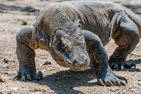 Animais Pr Hist Ricos Que Ainda Podem Ser Vistos No Planeta Terra