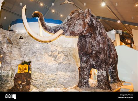 East riding museum hull mammoth hi-res stock photography and images - Alamy